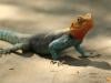 Indian wildlife smuggler stopped at customs with 100 exotic animals